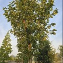 Prunus 'Sunset Boulevard' - 4