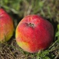 Malus domestica 'Zigeunerin' - Foto 1