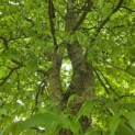 Liquidambar styraciflua - juni 2026