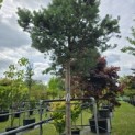Pinus sylvestris - 3