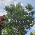 Pinus sylvestris - 6