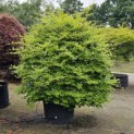Fagus sylvatica - 1