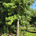 Liquidambar styraciflua - 2