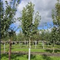 Pyrus c. 'Conference' - Foto 2
