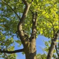 Amelanchier lamarckii - 2