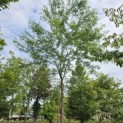 Gleditsia triacanthos ‘Inermis’ - 4