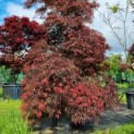 Acer palmatum 'Tamukeyama' - Afbeelding 2