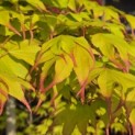 Acer palmatum 'Tsumabeni' - 3
