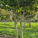 Parrotia persica - 2