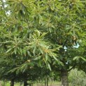 Castanea sativa - 7