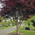 Acer palmatum 'Bloodgood' - Foto 1