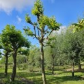 Platanus x hispanica 'Alphen's Globe' - 6