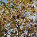 Platanus x hispanica - 1