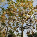 Platanus x hispanica - 2