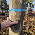Platanus x hispanica - 4
