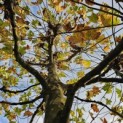 Platanus x hispanica - 3
