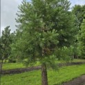 Sequoiadendron giganteum - 2