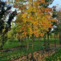 Liquidambar styraciflua - Foto 2
