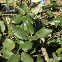 quercus suber - 1