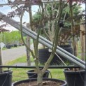 Acer palmatum 'Bloodgood' - 2
