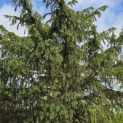 Taxus baccata dovastoniana 'Aurea Pendula' - Foto 4