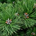 Pinus nigra 'Nana' - Foto 1