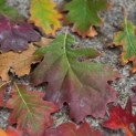 Quercus rubra - impressie herfstkleuren Amerikaanse eik