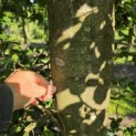 Fagus sylvatica - 3