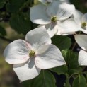 Cornus kousa 'Chinensis' - Foto 1