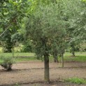 Olea europaea - 1