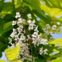 Catalpa bignonioïdes 'Aurea' - Foto 1