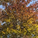 Fagus sylvatica 'Atropunicea' - 2