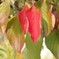 Cornus controversa