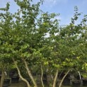 Parrotia persica - Foto 2