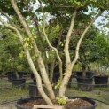 Parrotia persica - Foto 3
