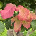 Parrotia persica - Foto 8