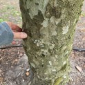 Platanus hispanica dak of knotvorm - 3