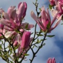 Magnolia 'Susan' - 4