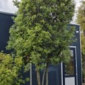 Quercus ilex - Foto 4