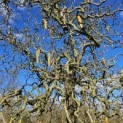 Corylus avellana 'Contorta' - 2