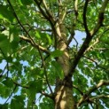 Magnolia Tripetala - 1