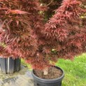 Acer palmatum 'Jerre Schwartz' - Foto 10