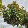 Magnolia grandiflora 'Galissonnière' - 5
