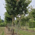 Parrotia persica 'Vanessa' - Foto 4