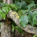 Cornus mas - 1