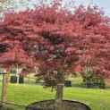 Acer palmatum 'Garnet' - 3