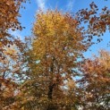 Fagus sylvatica 'Atropunicea' - 3