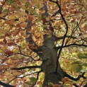 Fagus sylvatica 'Atropunicea' - 4
