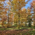 Fagus sylvatica 'Atropunicea' - 5