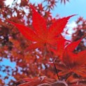 Acer palmatum 'Bloodgood' - Afbeelding 5